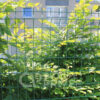 Grillage / Panneau Rigide Brico - LG 2m50 - 100x55 - fil 4 mm